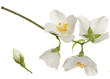 Set mit wunderschönen zarten Jasminblüten und grünen Blättern auf weißem Hintergrund. Bannerdesign